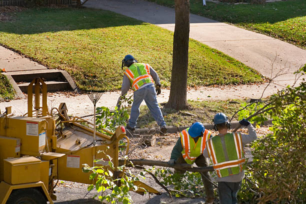 Palm Tree Trimming in Marietta Alderwood, WA